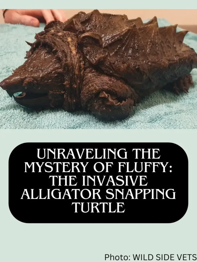 The Mystery of Fluffy: The Invasive Alligator Snapping Turtle